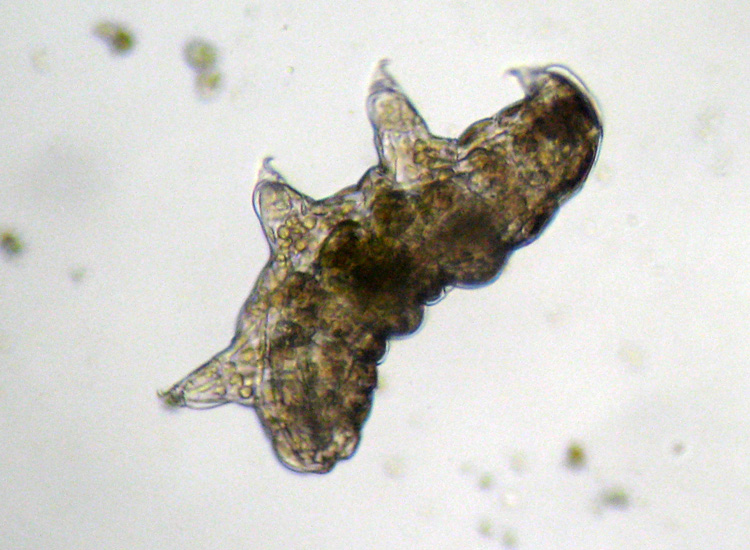 Microscopia (quasi) 